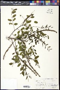 Amorpha glabra image