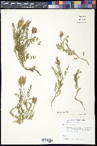 Astragalus agrestis image