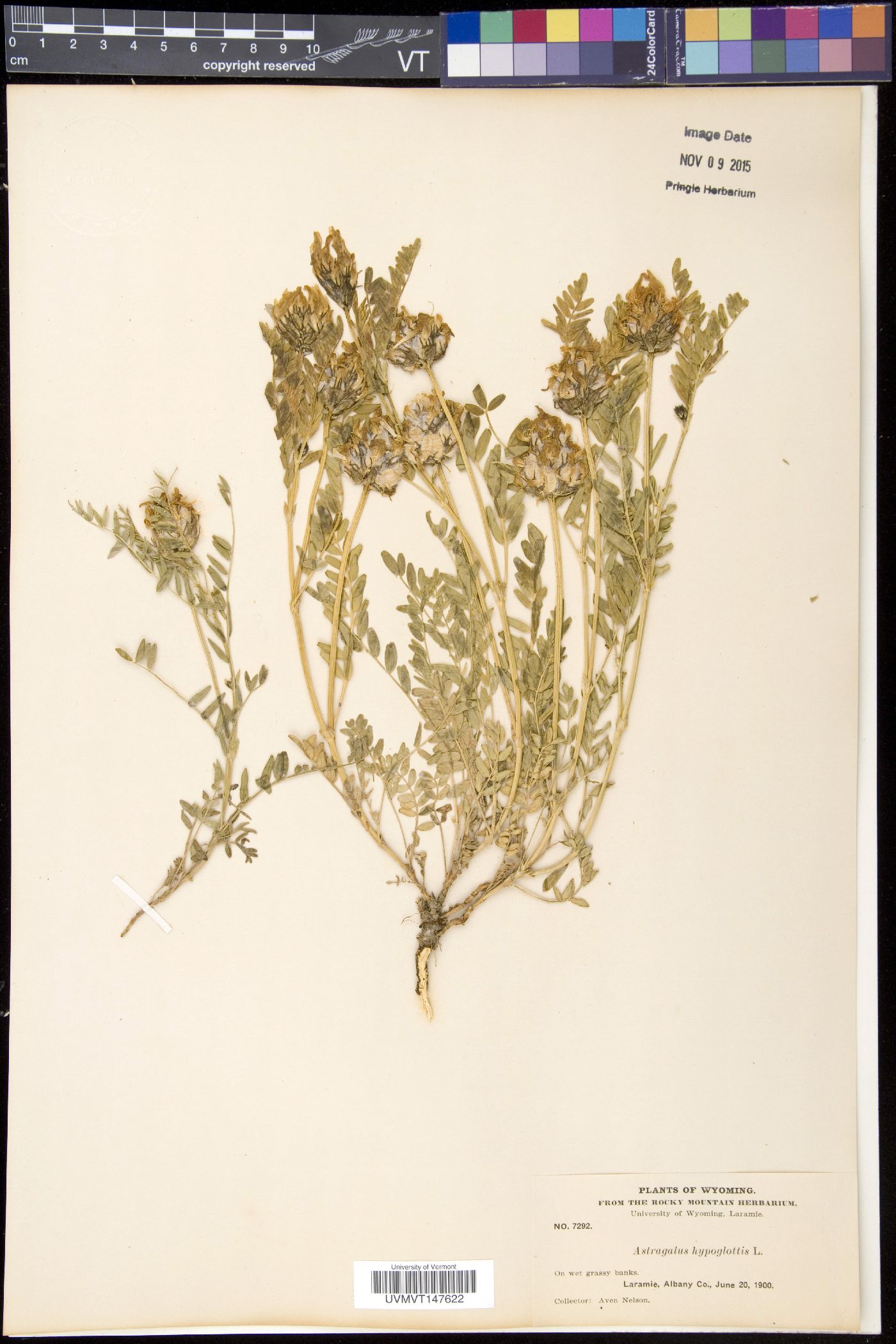 Astragalus agrestis image