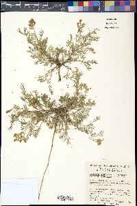 Astragalus humistratus var. humistratus image
