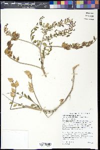 Astragalus lentiginosus var. variabilis image