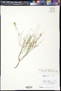 Astragalus berterianus image