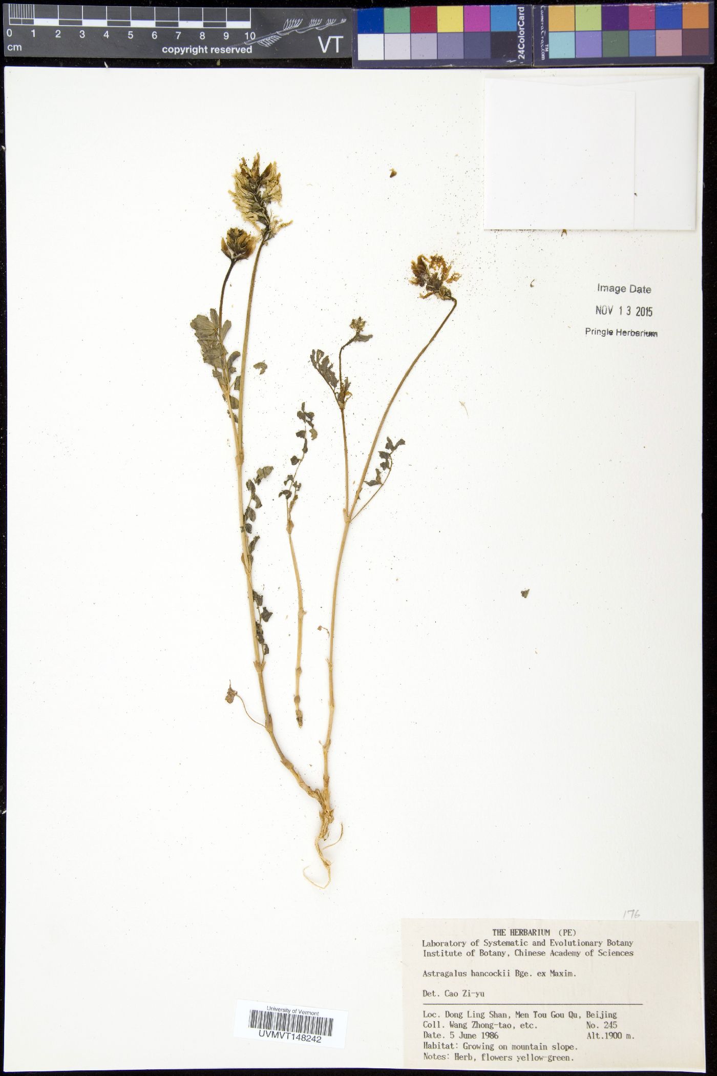 Astragalus hancockii image