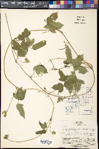 Vigna angularis image