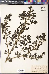 Baptisia calycosa image