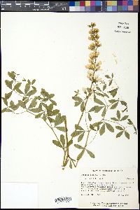 Baptisia alba image