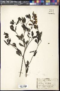 Baptisia alba image