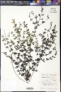 Baptisia tinctoria image