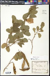 Bauhinia tomentosa image