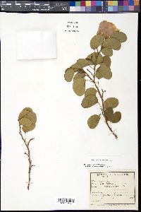 Bauhinia tomentosa image