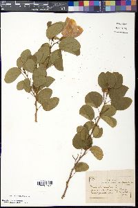 Bauhinia tomentosa image