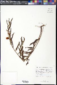 Chamaecrista deeringiana image