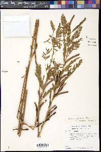 Chamaecrista nictitans subsp. patellaria image