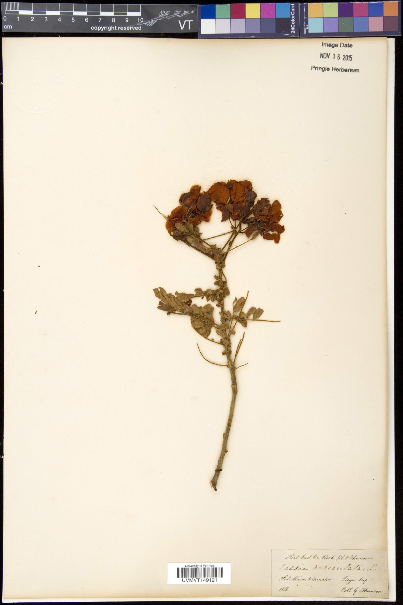 Cassia auriculata image