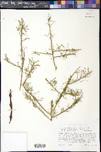 Parkinsonia microphylla image