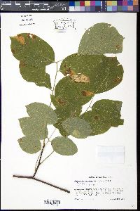 Cladrastis kentukea image