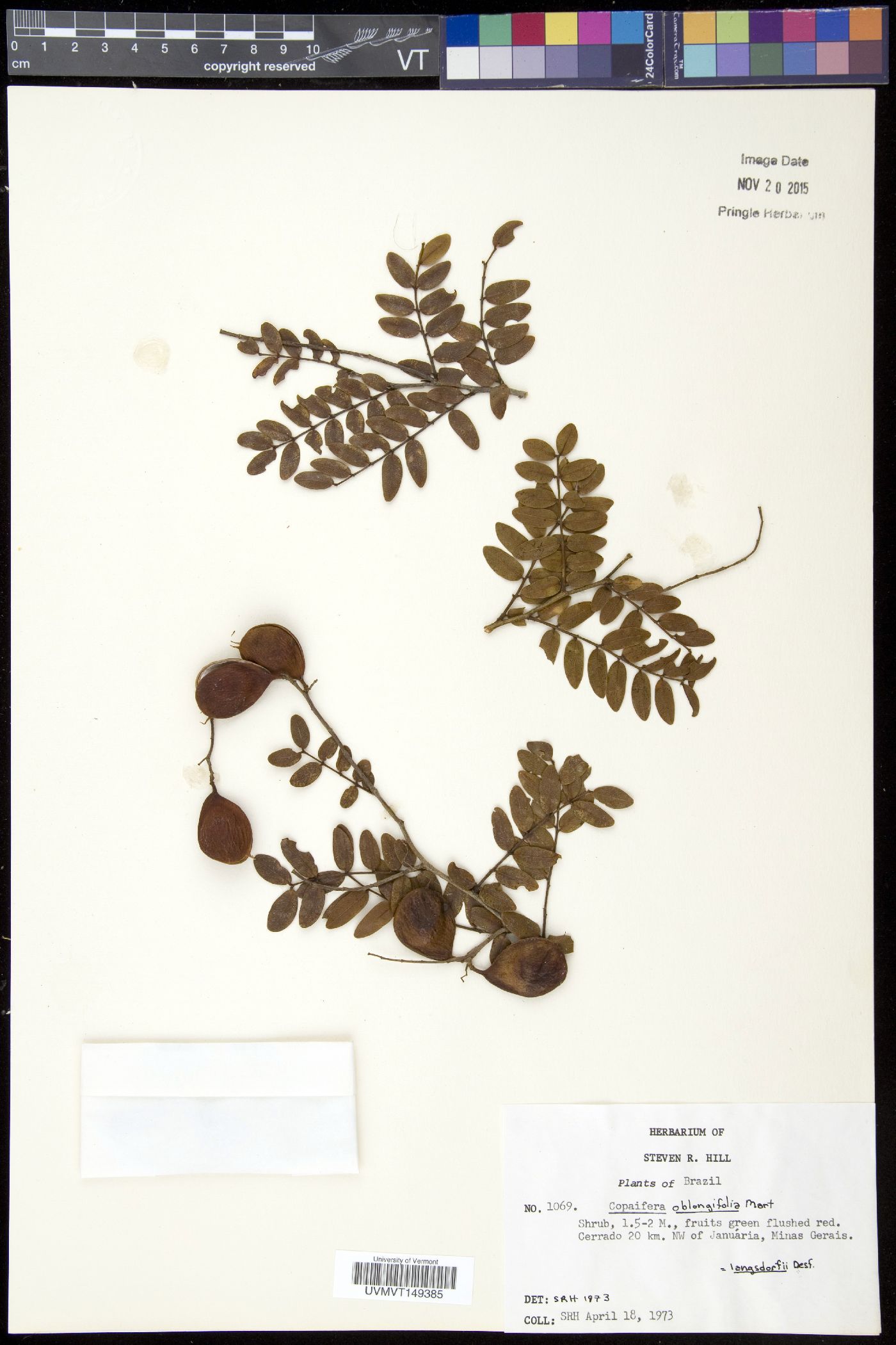 Copaifera oblongifolia image