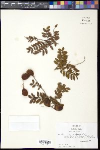 Image of Copaifera oblongifolia