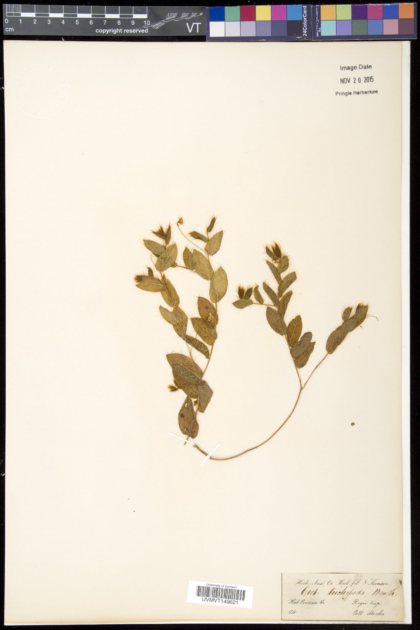 Lotononis glabra image