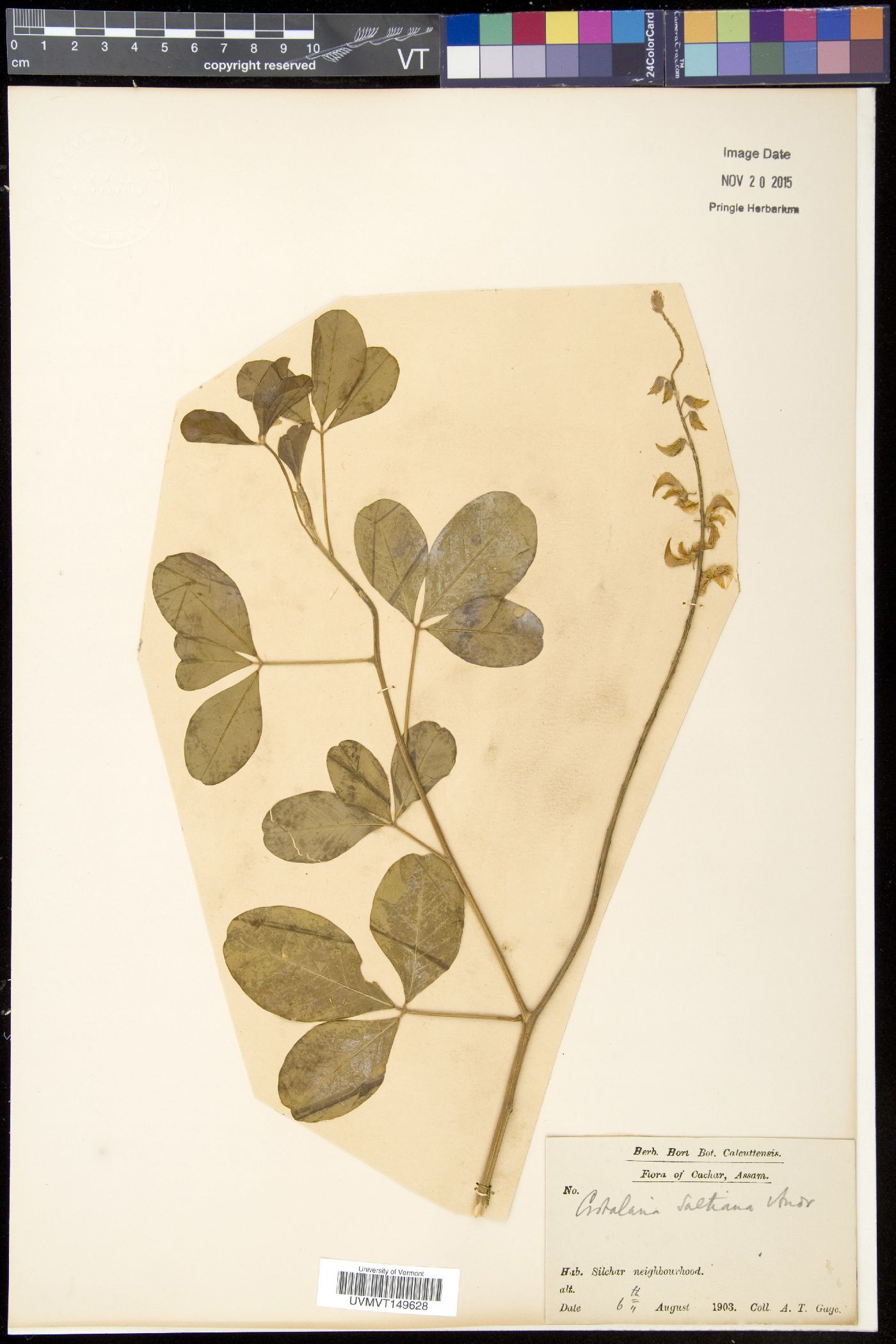 Crotalaria saltiana image