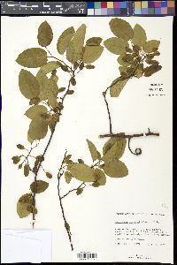 Dalbergia brownei image