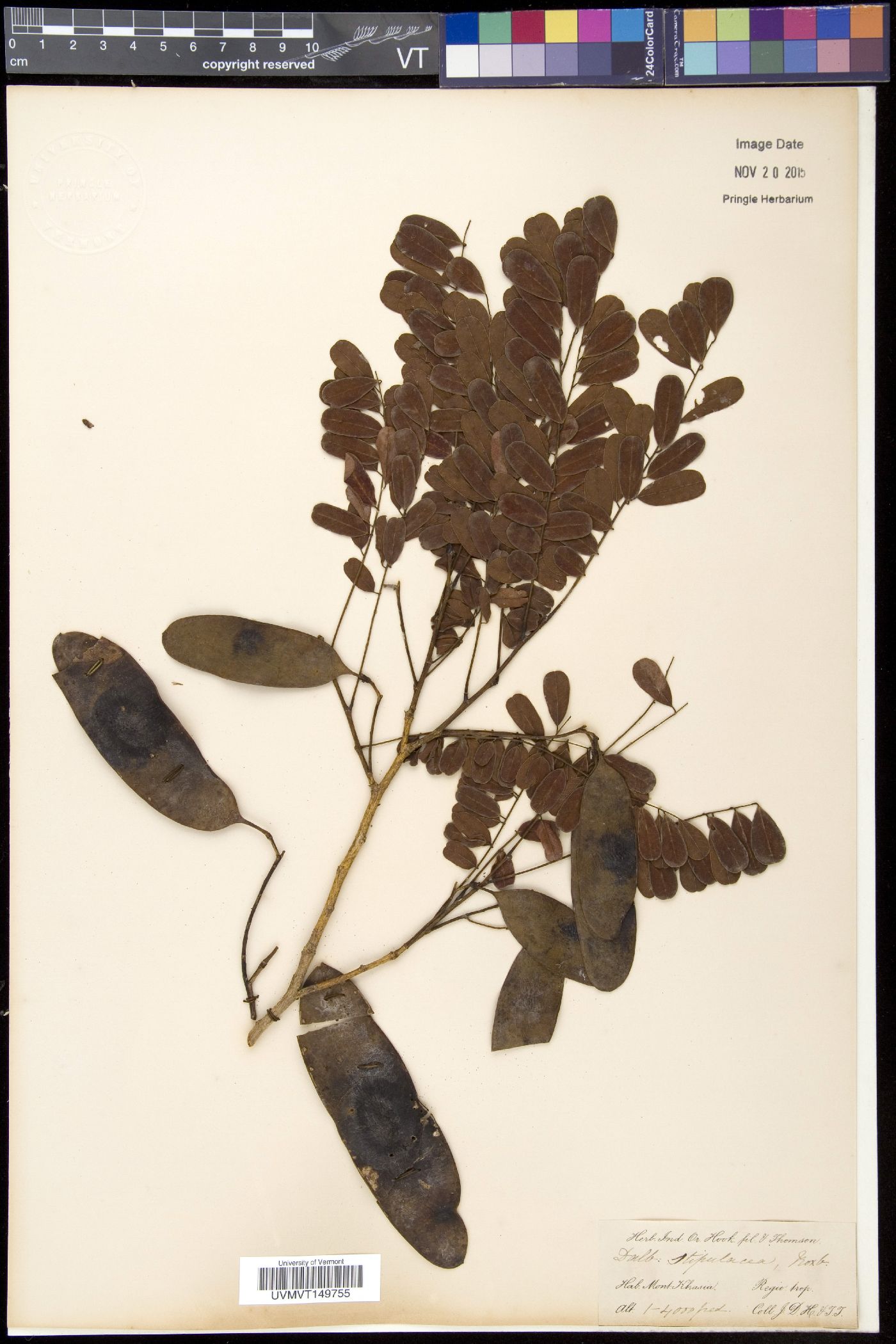 Dalbergia stipulacea image