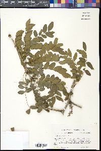 Gleditsia aquatica image