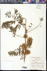 Glycyrrhiza lepidota image