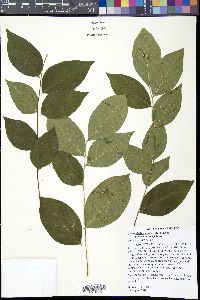 Gymnocladus dioicus image