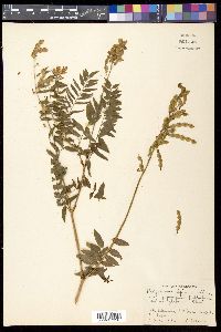Hedysarum vicioides subsp. japonicum image