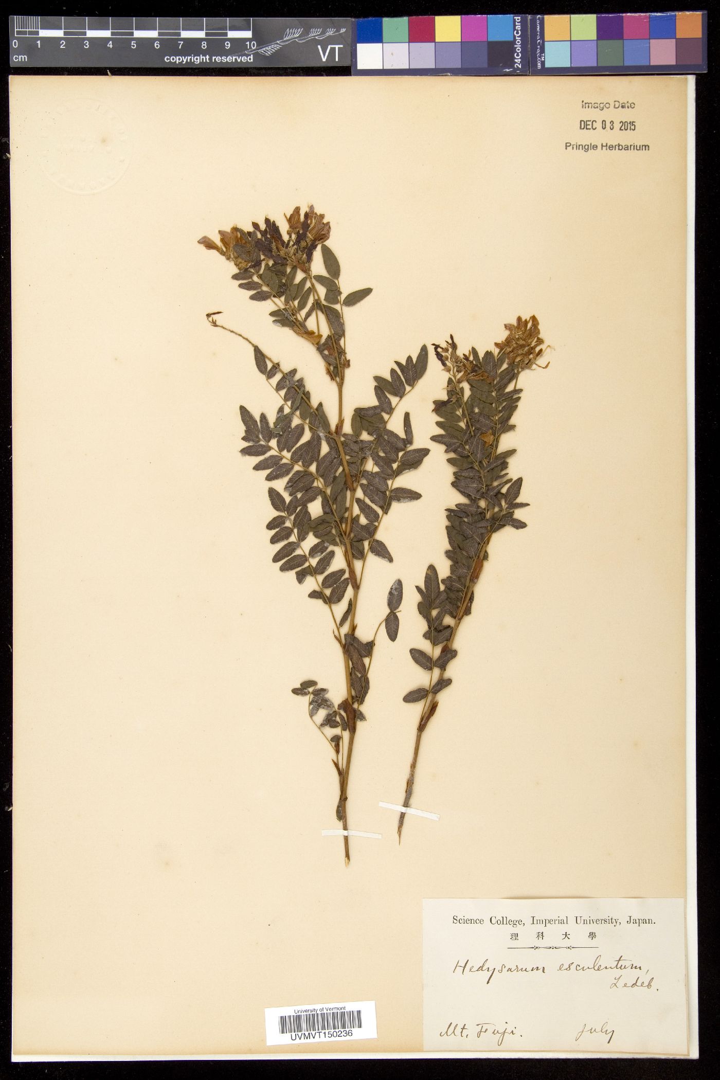 Hedysarum vicioides subsp. vicioides image