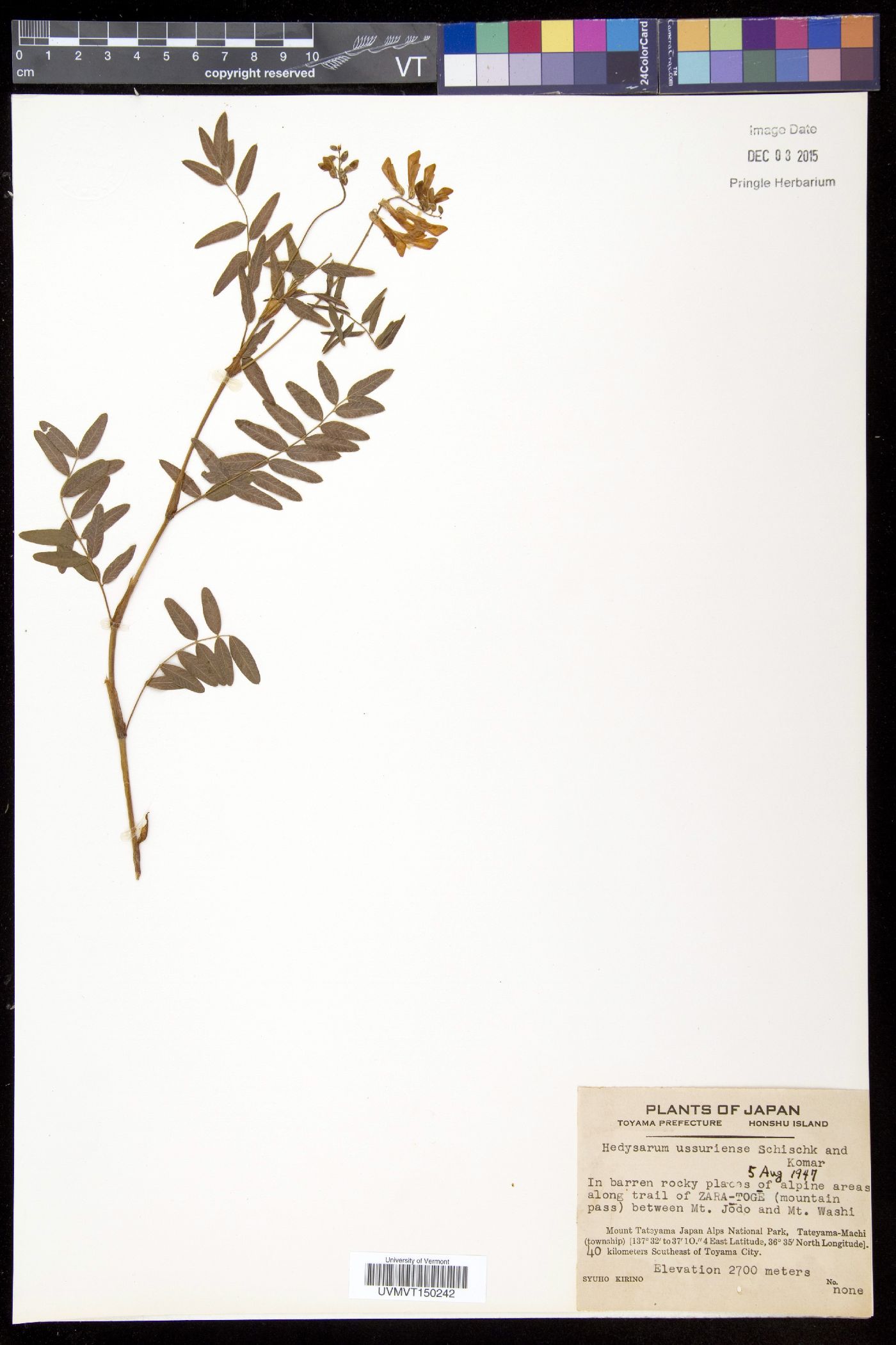 Hedysarum vicioides subsp. japonicum image