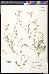 Indigofera miniata image