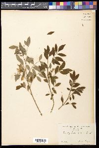 Indigofera decora image