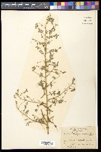 Indigofera colutea image