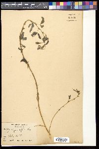Image of Indigofera trifoliata