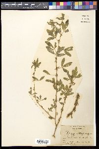 Indigofera trifoliata image