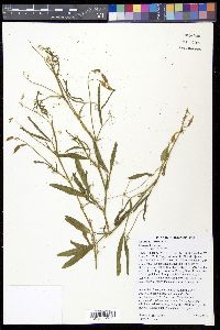 Lathyrus hirsutus image