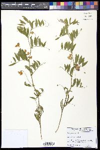 Lathyrus palustris image