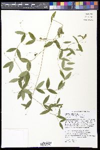 Lathyrus palustris var. myrtifolius image