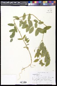 Lathyrus venosus image