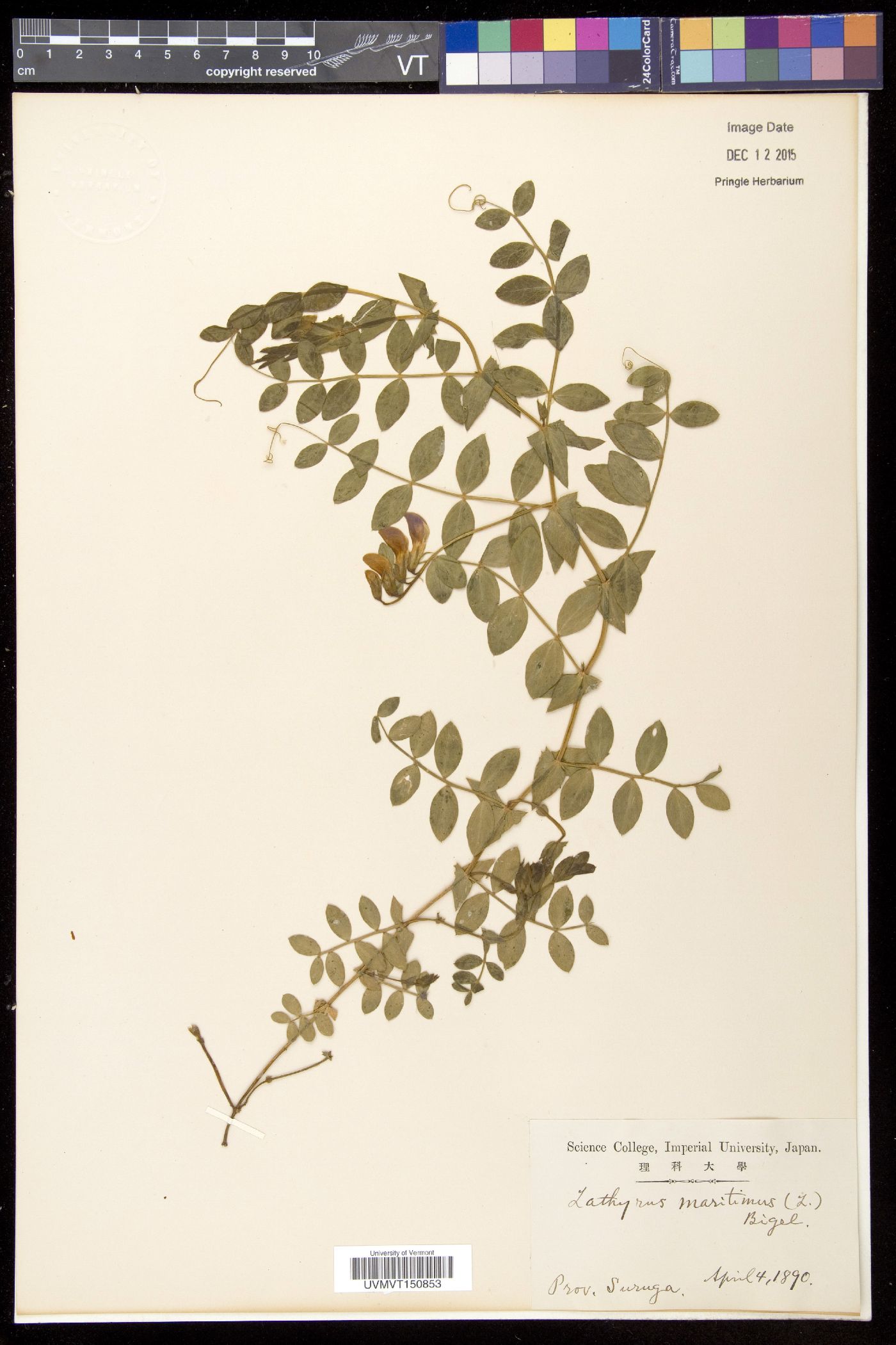 Lathyrus maritimus image