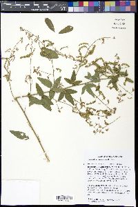 Desmodium canescens image