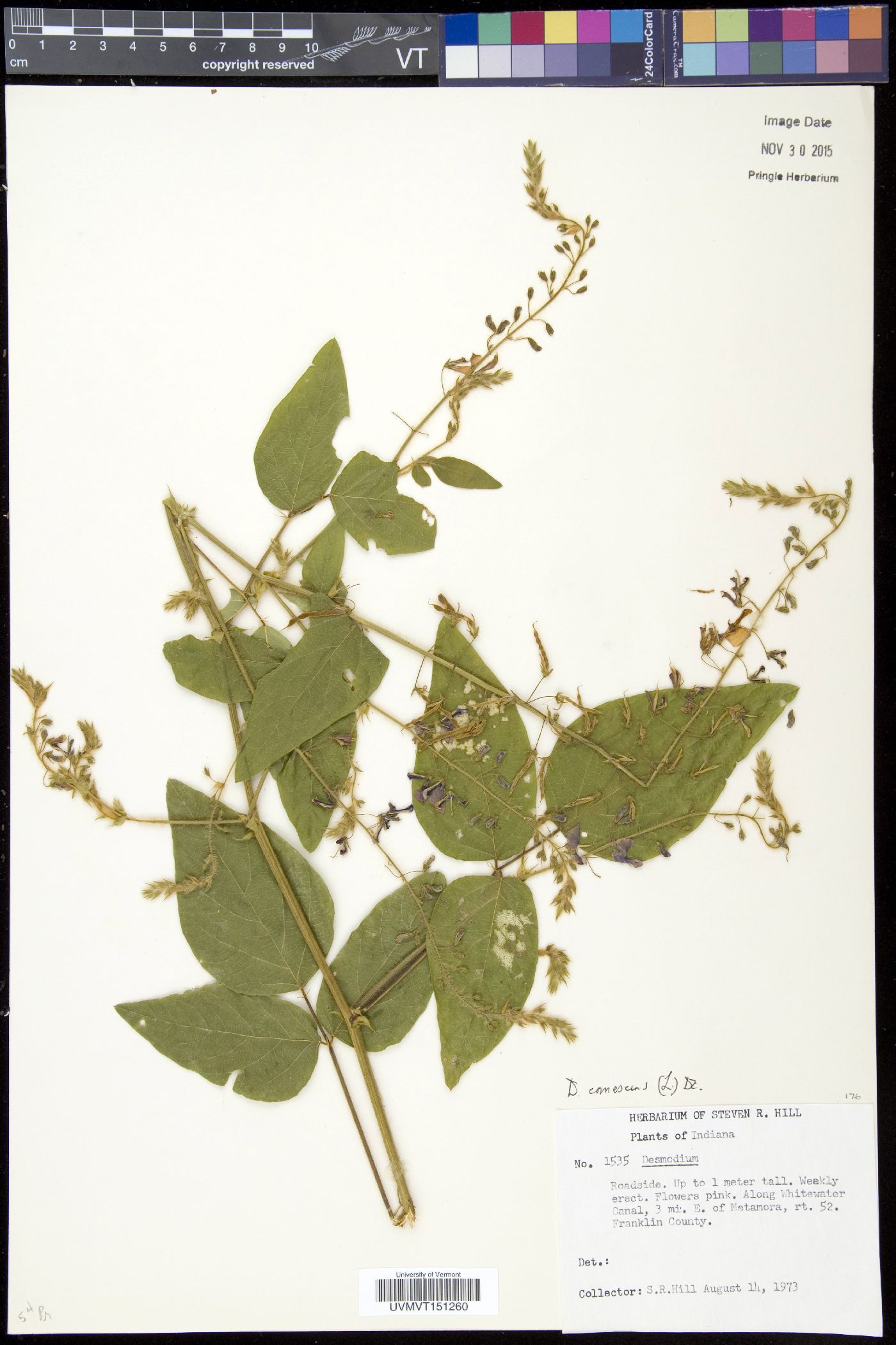 Desmodium acanthocladum image