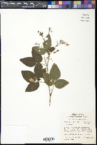 Desmodium dillenii image