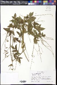 Desmodium glabellum image