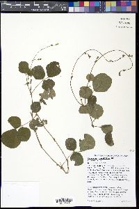 Desmodium rotundifolium image