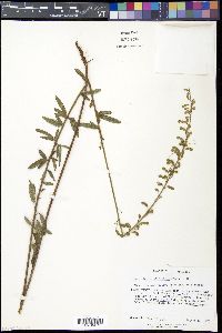 Desmodium sessilifolium image