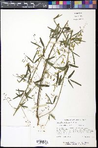 Desmodium strictum image