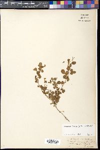 Desmodium heterophyllum image